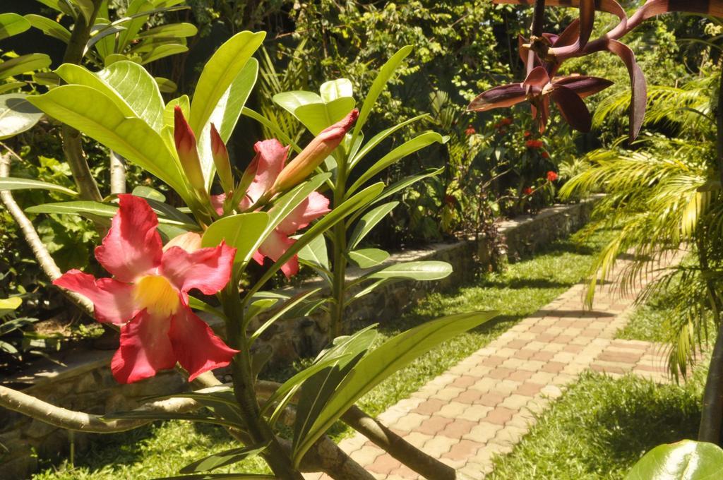 Green Villa אונה ואטונה מראה חיצוני תמונה